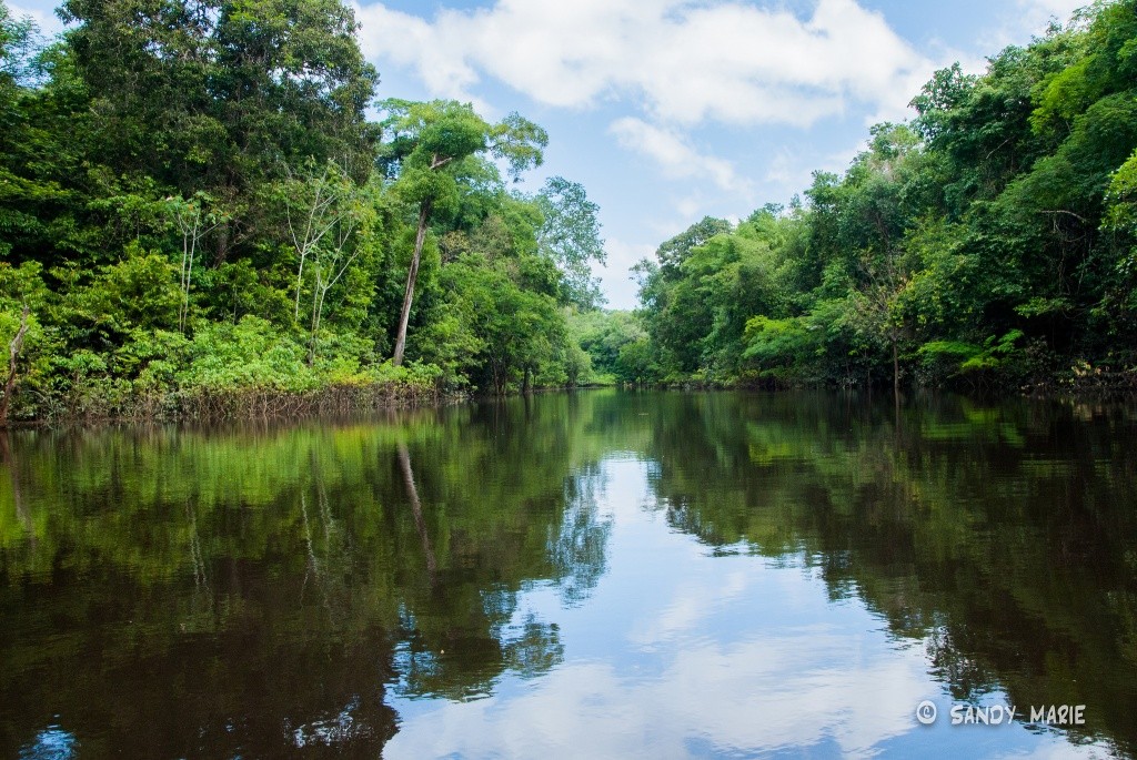 Featured image of post Imagens Floresta Amazônica / Encontre imagens de floresta amazônica.