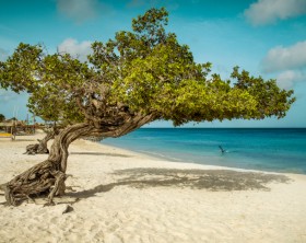 Divi divi tree on Eagle Beach, Aruba