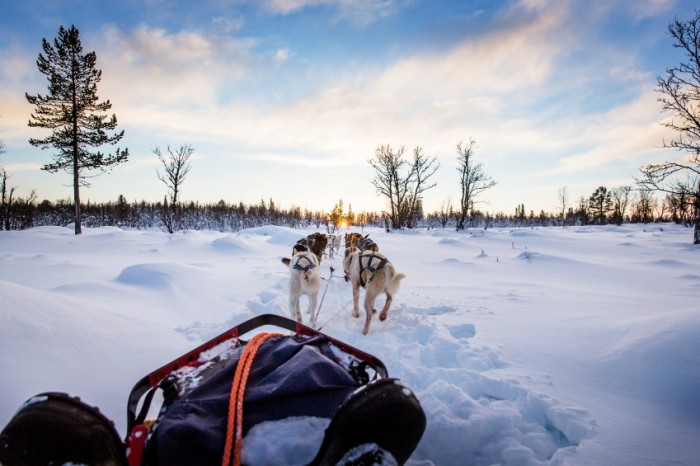Musher and passenger in a dog sleigh with huskies a cold winter evening.