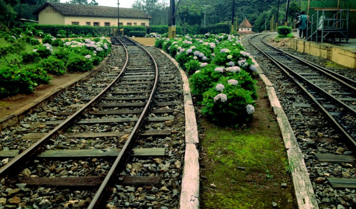 Endline of railroad, and wonderful flowers