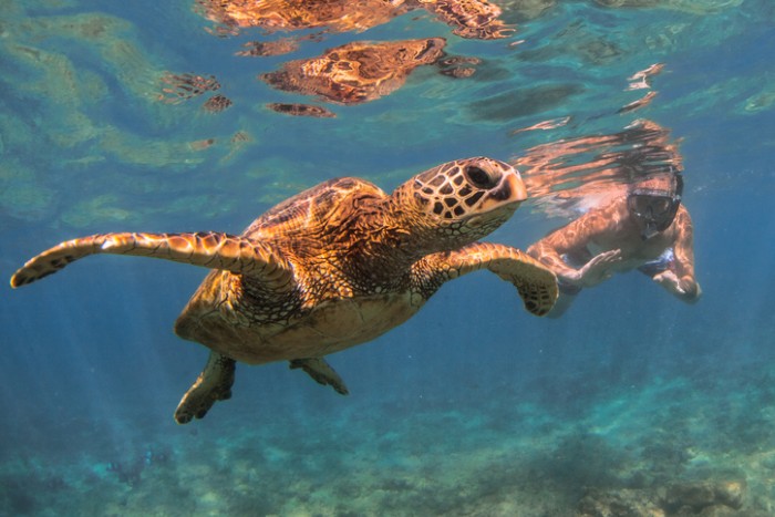 A snorkler and a Hawaiian Green Sea Turtle