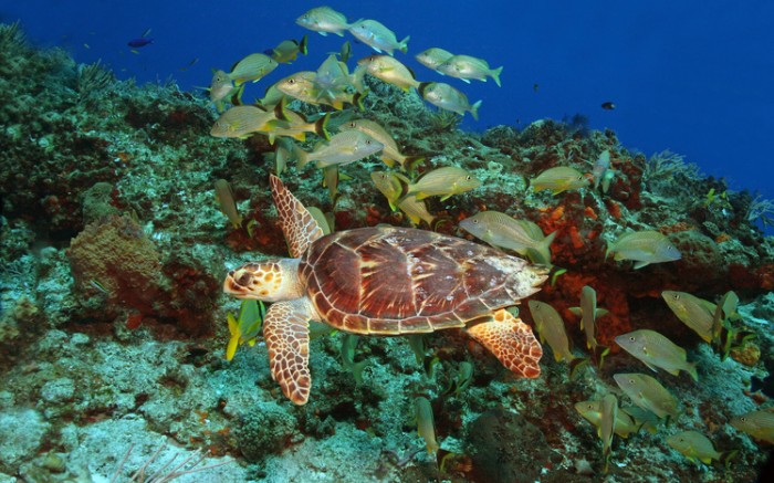 Hawksbill Turtle (Eretmochelys imbriocota) and schol of grunts over a coral reef in Cozumel Mexico