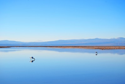 Flamingos na Laguna Chaxa - Salar de Atacama | foto: Lala Rebelo