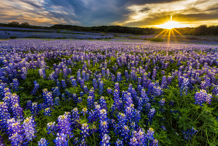 Texas bluebonnet field in sunset at Muleshoe Bend Recreation Area