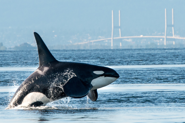 A large male orca (killer whale) breaches in Vancouver Harbor