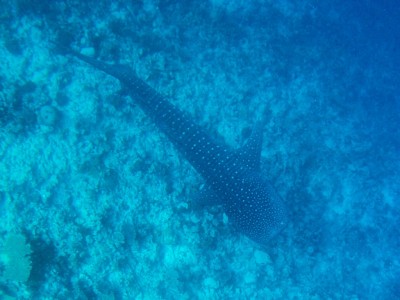 Mergulho com tubarão baleia nas Maldivas 