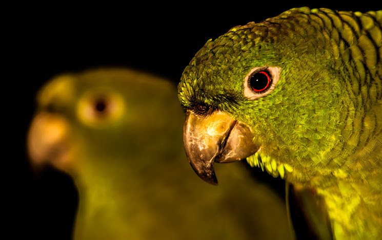 Brazilian parrot called "papagaio-moleiro", Ilhabela, Brazil