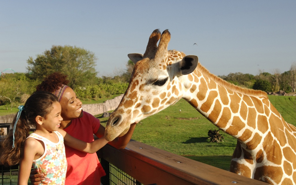 Serengeti Safari no Busch Gardens. Foto por Divulgação / SeaWorld Parks & Entertainment