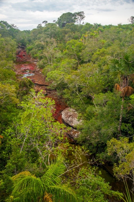 Foto por Istock/DC_Colombia Caño Cristales