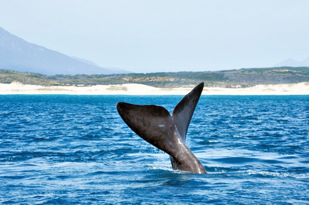 Rabo baleia