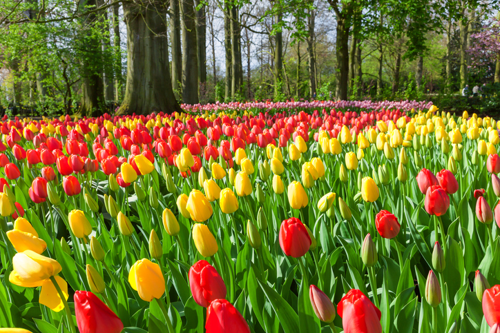 Foto por Istock/ AnnaBreit 