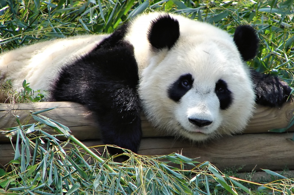 Atlanta_Zoo_Panda