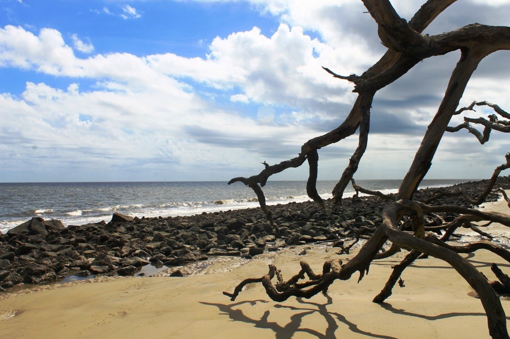 Driftwood Beach Foto por Eliria Buso