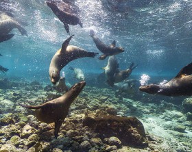 Galapagos crédito Flick Adam Rifkin