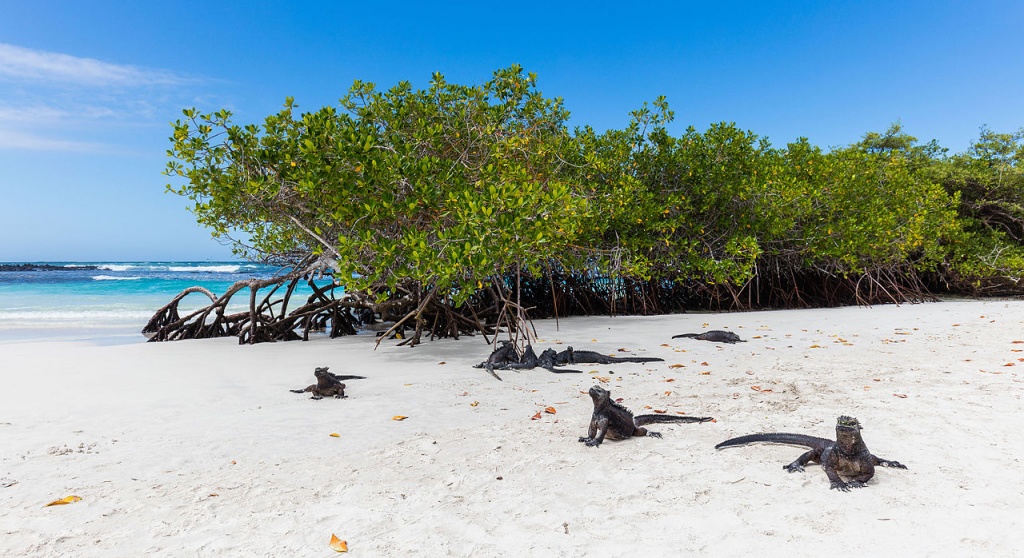 Iguanas_marinas_(Amblyrhynchus_cristatus),_Bahía_Tortuga,_isla_Santa_Cruz,_islas_Galápagos,_Ecuador,_2015-07-26,_DD_28