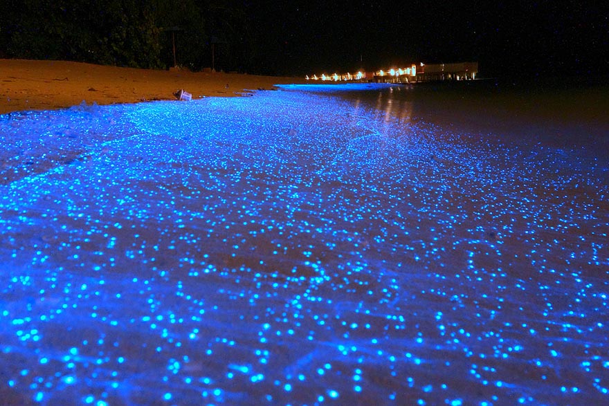 bioluminescent-phytoplankton-glowing-organism-will-ho-7 bored panda