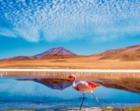 Laguna at the "Ruta de las Joyas altoandinas" in Bolivia with pink flamingo walking through the scene