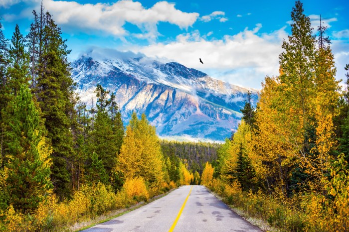 The road goes into the distance. Canadian Rockies in beautiful September day. Great Highway is among the mountains and forests yellowed