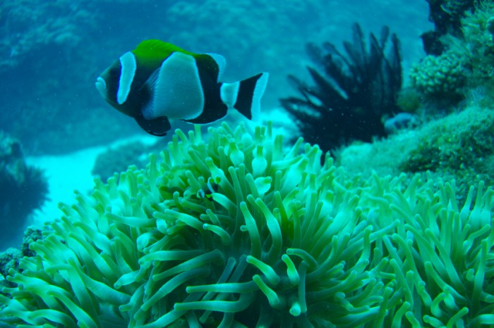 Lord Howe Island Clownfish