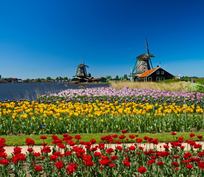 Os Antigos Moinhos De Vento Holandeses, Holanda, Extensões Rurais. Moinhos  De Vento, O Símbolo Da Holanda. Moinho De Vento Da Holanda Em Um Canal. Antigo  Moinho De Giz E Farinha. O Belo