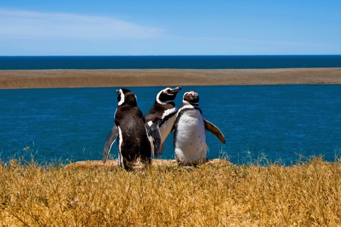 Penguins in Peninsula Valdes, Argentina