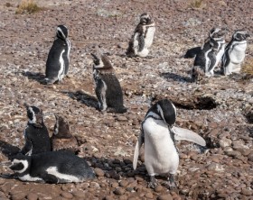 Magellanic Penguins at Natural protected area Punta Tombo, Chubut, Patagonia, Argentina