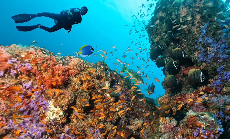 Scuba diver explore beautiful coral reef. Underwater photography in Indian ocean, Maldives