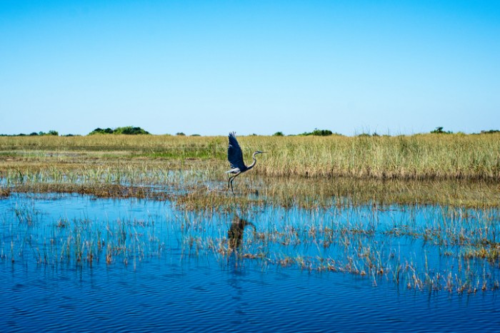 Large Heron taking flight in sunny florida everglades.