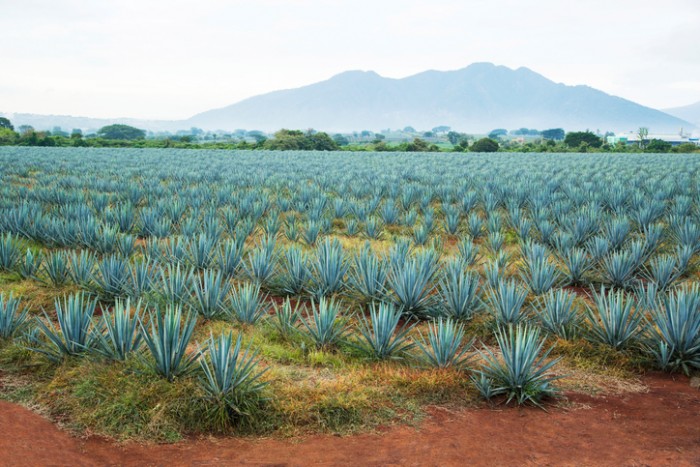 Agave tequila landscape to Guadalajara, Jalisco, Mexico.