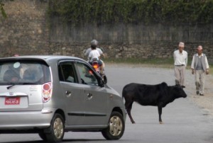 As vacas tem passe livre pelas ruas de muitas cidades na Índia