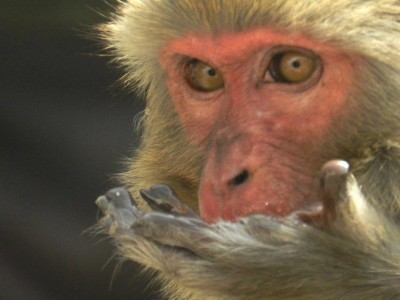 Os macacos são animais sagrados na índia e podem ser vistos nas cidades e perto de templos.