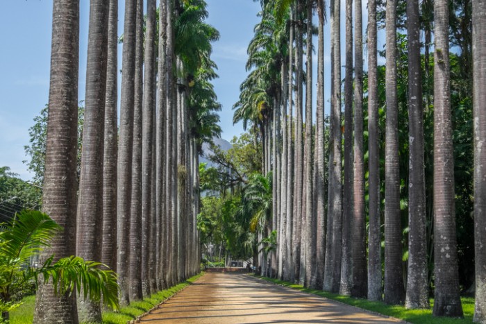 Palm Tree Path - Botanic Garden Rio de Janeiro, Brazil