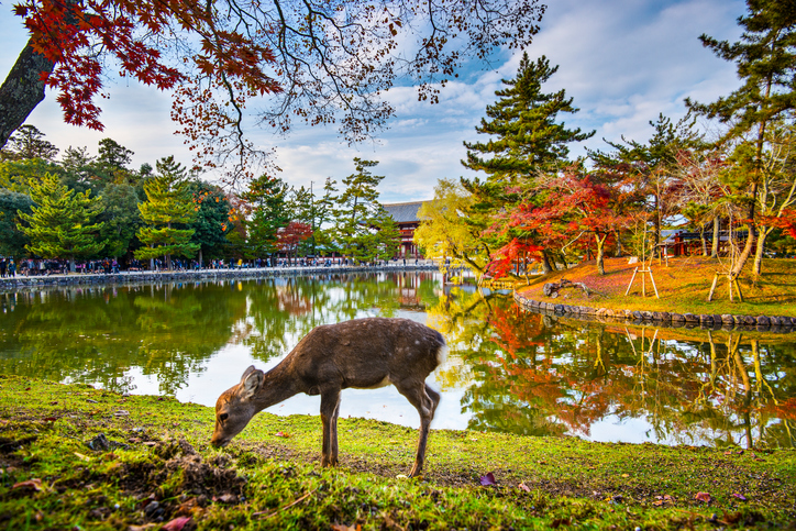 Deer grazes near Todai-ji Temple in Nara, Japan.