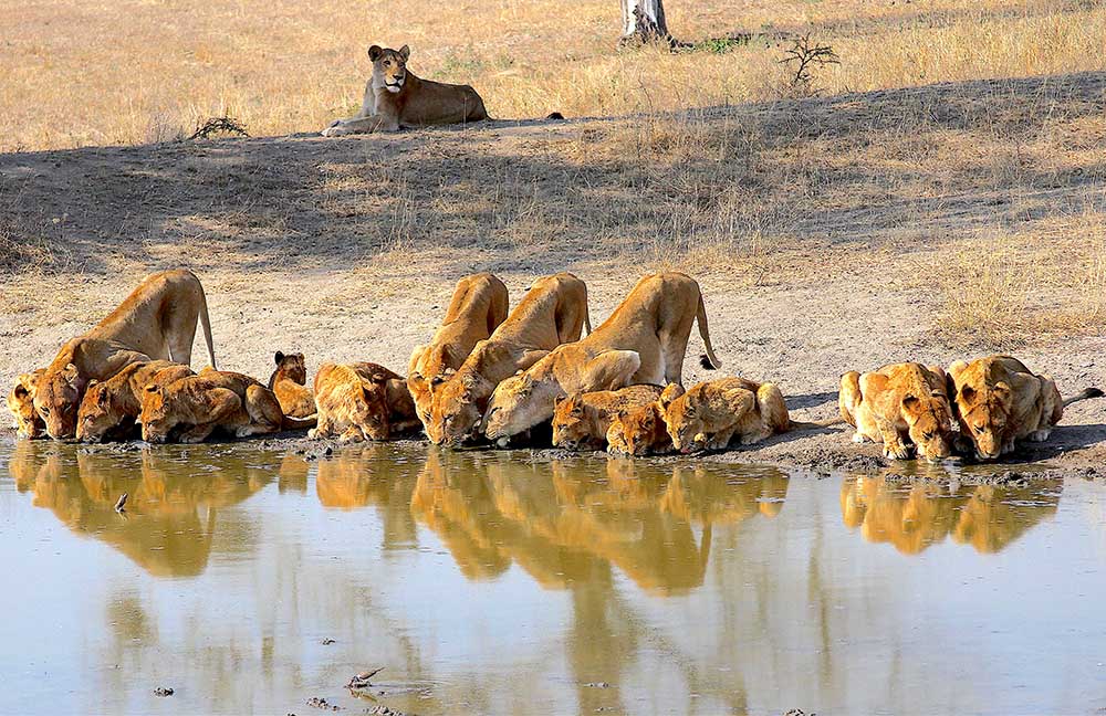 Alcateira de leoes no Sabi Sabi: safari africa do sul
