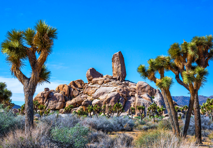 Rock formations, Joshua Trees, desert landscape. Joshua Tree National Park, California, USA.