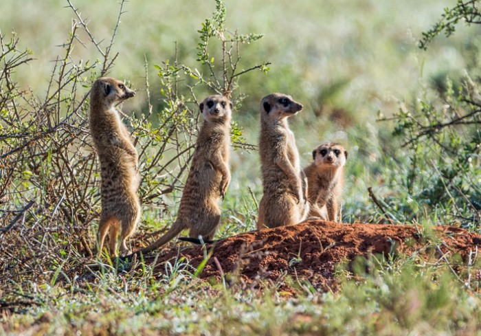 Foto por iStock / Binty