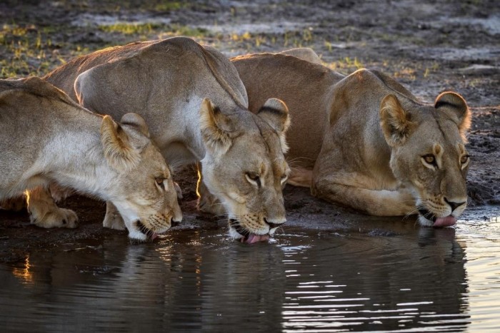 Foto por Divulgação / (c) Dana Allen / Wilderness Safaris