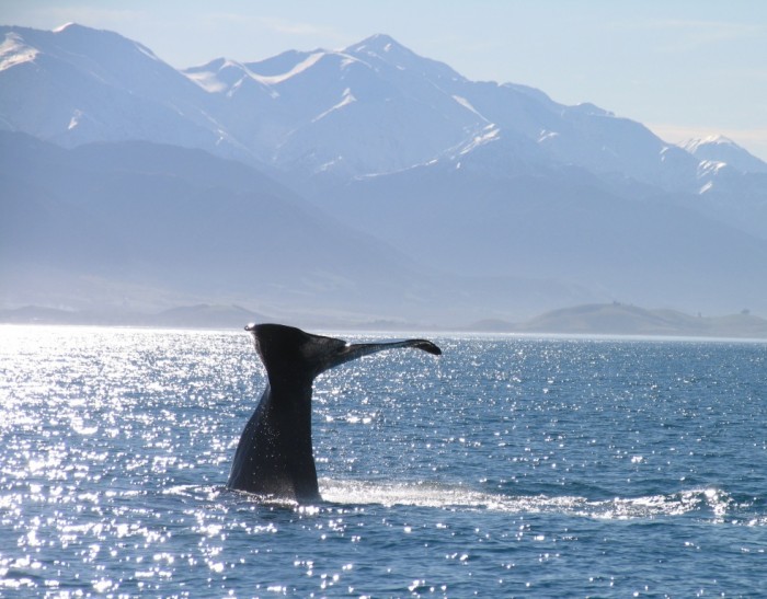 Foto por Whale Watch Kaikoura