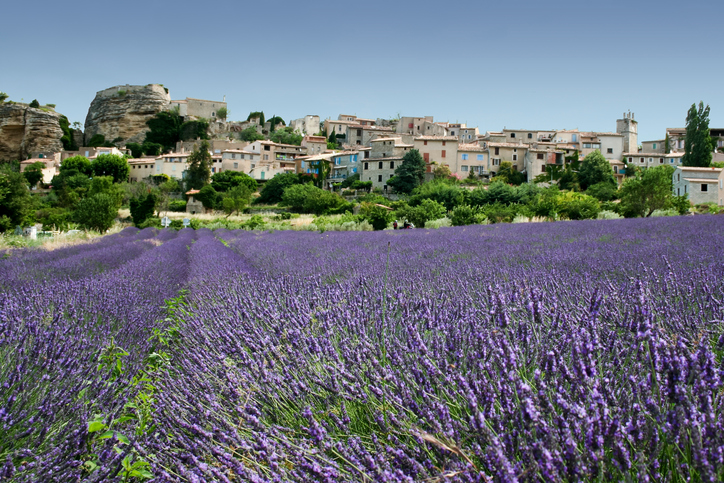 lavender flowers growing below ancient hill town in provence the south of france