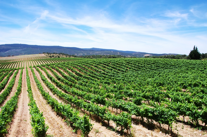 Vineyard at Alentejo region