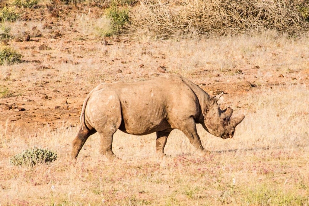 Tracking de rinoceronte-negro na Namibia
