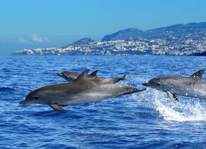 Foto por Turismo da Madeira 