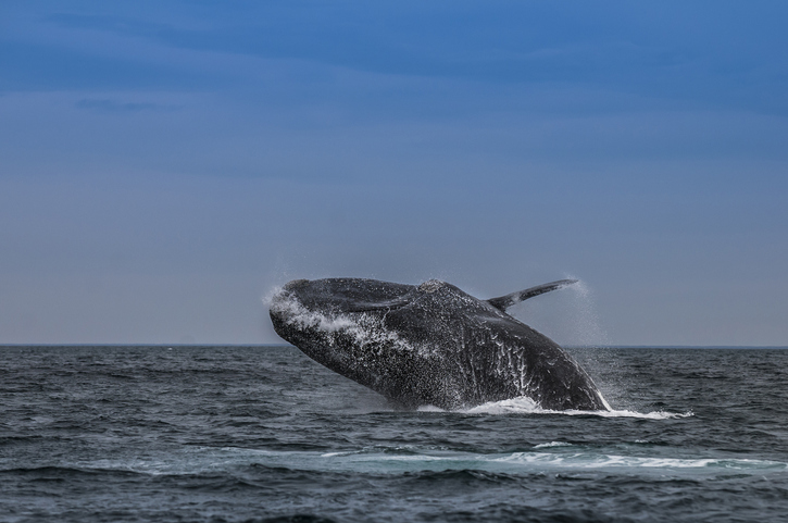 Right whale .Peninsula de Valdes
