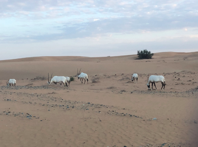 Safari em Dubai