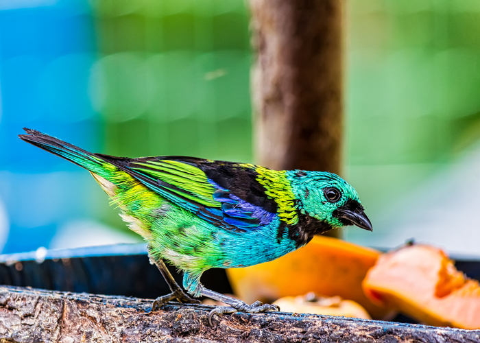 observação de aves