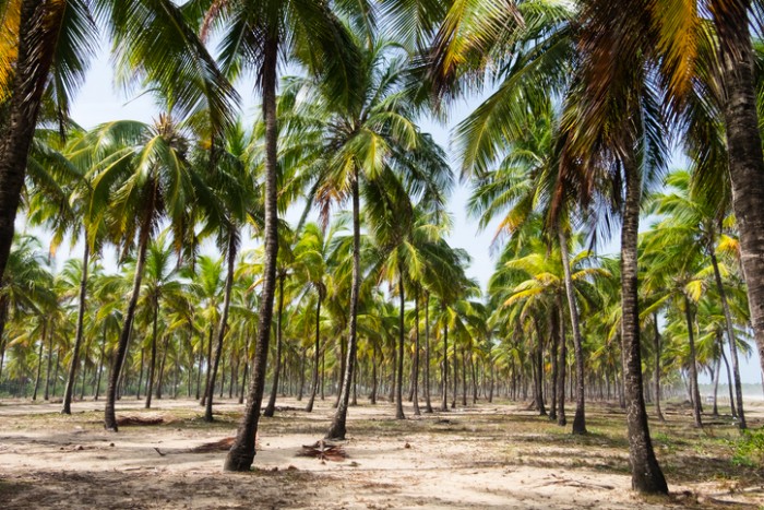 Foto por iStock / andremarinst 