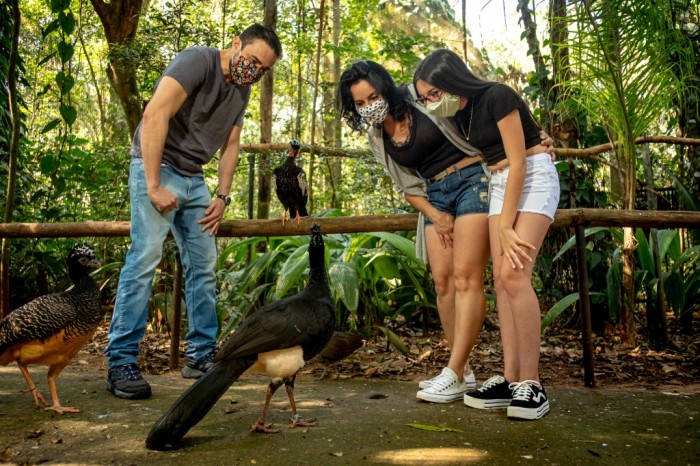 a-familia-pode-passar-horas-observando-aves-da-mata-atlantica