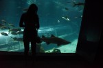 aquario19-alexandre-macieira-0562