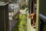 Passeios de trem da Serra Verde Express contam com vagões pet friendly vagao-pet-brunno-covello-202