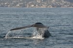 Dois novos destinos são reconhecidos como Patrimônio das Baleias Blue Whale Off Dana Point